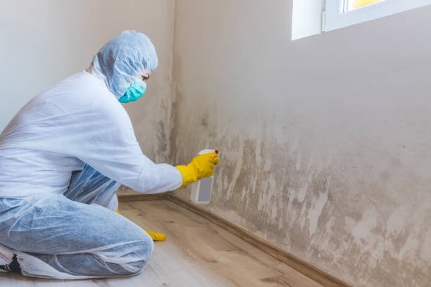 Licensed Basement Mold Removal service in Bridgewater, VA - WQB Mold Removal