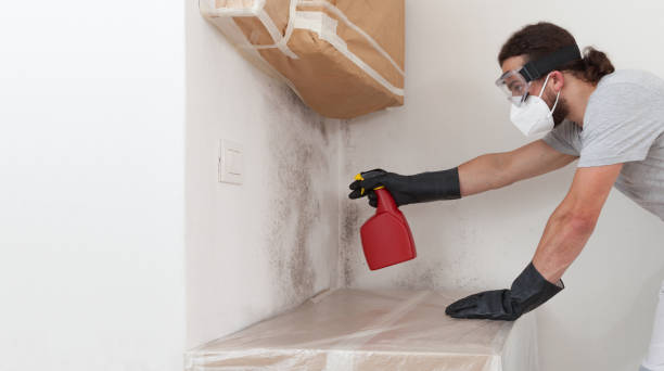 Professional Basement Mold Removal technician working in Bridgewater, VA