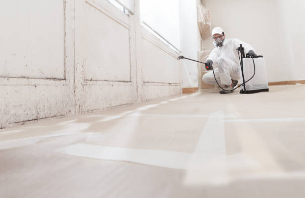 24/7 Emergency Basement Mold Removal experts in Bridgewater, VA