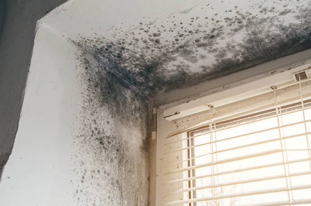 Affordable Basement Mold Removal solutions in Bridgewater, VA