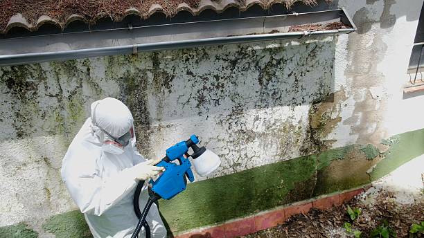 Top rated local Basement Mold Removal specialists in Bridgewater, VA